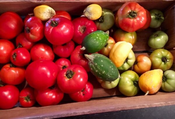 Heirloom tomatoes